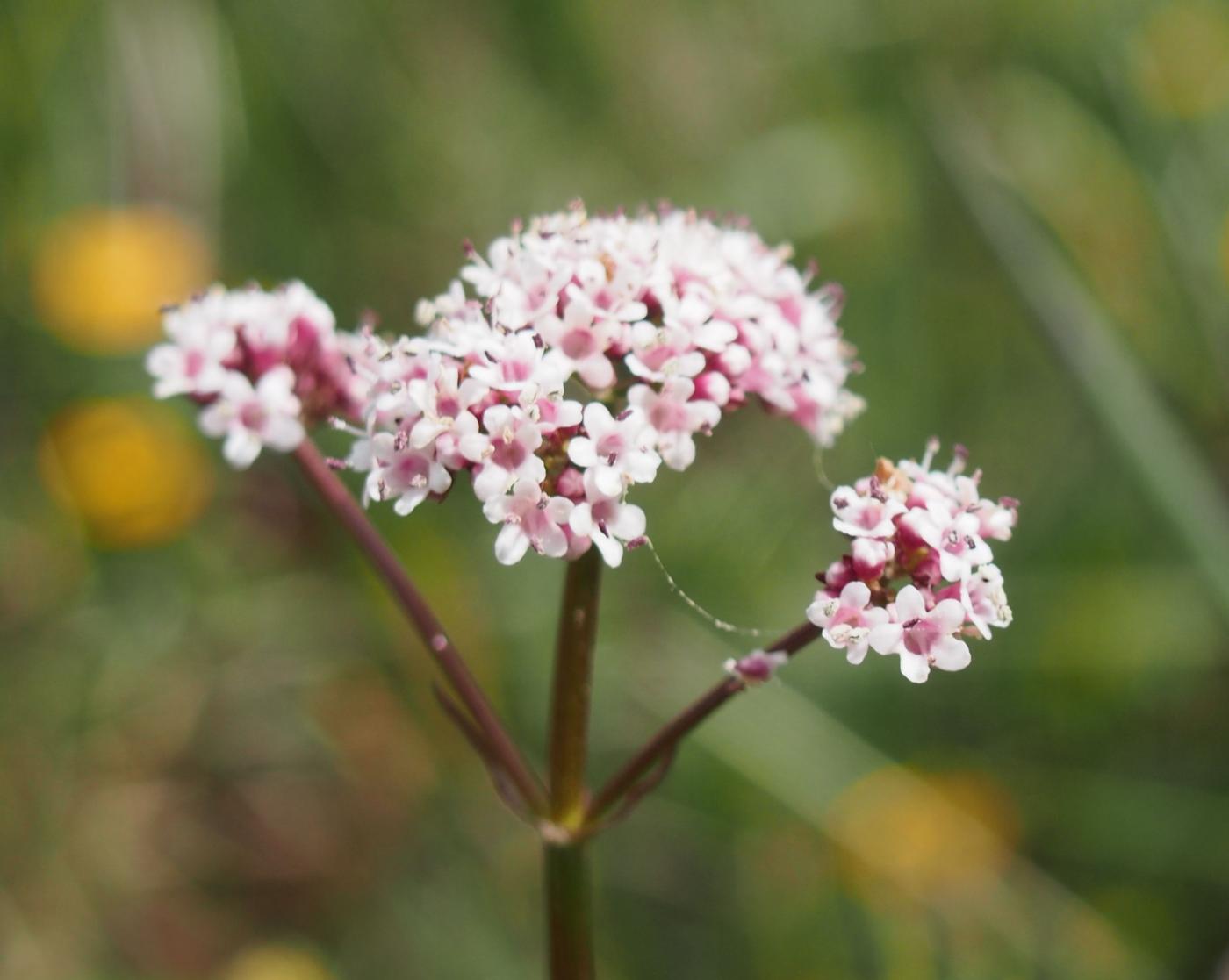 Valerian, Dioecious flower